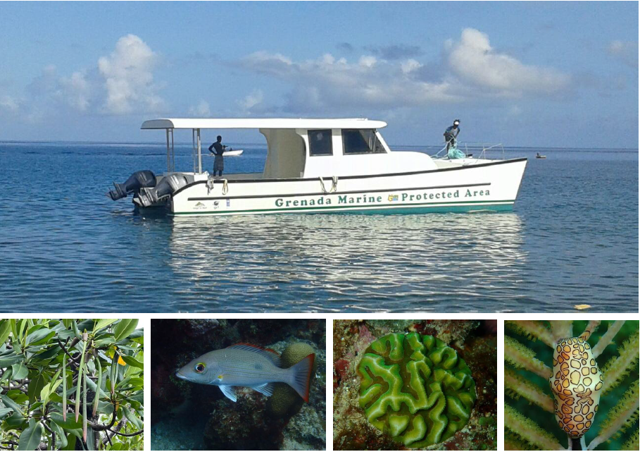 A collage of images related to marine protected areas of Grenada, Carriacou, and Petite Martinique